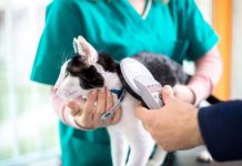 Top Reasons to Get your Pet Microchipped in 2020 Microchip