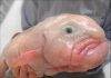 Blobfish- Some Amazing Facts About the Weird Creature blobfish