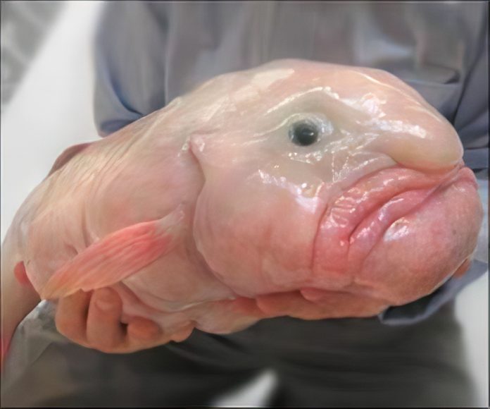 blobfish