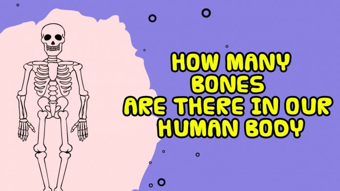 how many bones are there in the human body