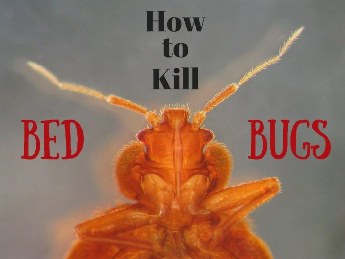 Home remedies for bed bugs