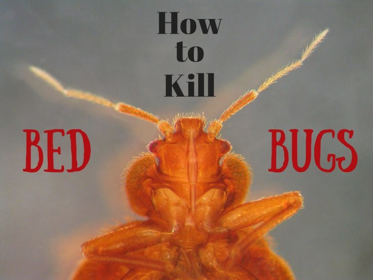 Home Remedies for Bed Bugs- Simple and Easy Treatment Methods