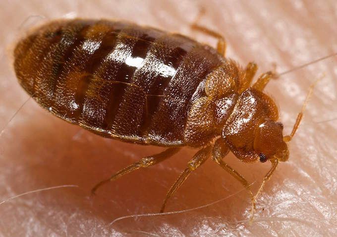 Home remedies for bed bugs