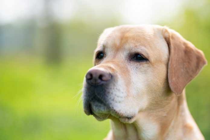 Tips for better health of your Labrador