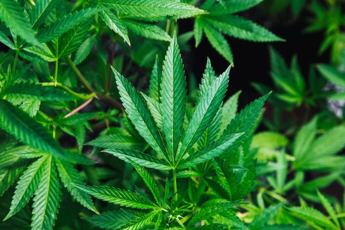 Health Benefits of Cannabis