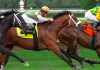 What Makes Horse Racing Such an Exciting Sport to Bet On Horse Racing Such an Exciting Sport to Bet On
