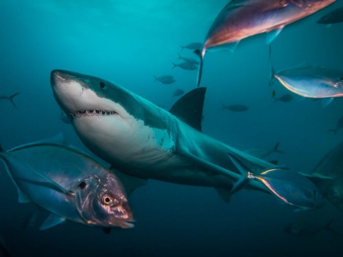 do sharks have bones
