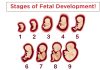 Stages Of Fetal Development- Week By Week You must know about stages of fetal development