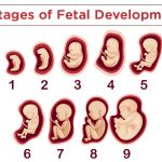 You must know about stages of fetal development