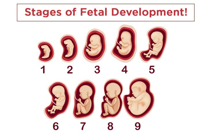 You must know about stages of fetal development