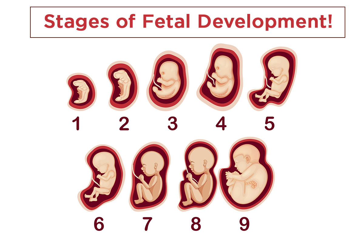 what fetal presentation is the most desirable for birth why