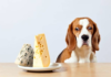 Can Dogs Eat Blue Cheese: Discovering the Facts can dogs eat blue cheese