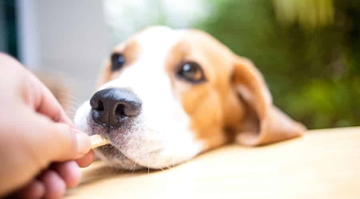 health benefits of dairy products for pets