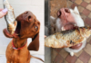 Can Dogs Eat Sardines: A Nutritional Guide can dogs eat sardines