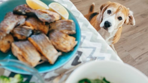 can dogs eat sardines