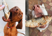Can Dogs Eat Sardines: A Nutritional Guide can dogs eat sardines