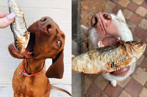 can dogs eat sardines