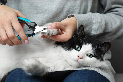 how to trim a cat's nails by yourself