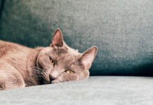 How Long Can Cats Go Without Food: Understanding Cat Eating Habits how long can cats go without food