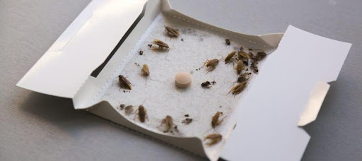 insects killing products