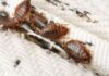 How to Use Glue Traps for Bed Bugs Effectively how to use glue traps for bed bugs