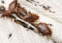 How to Use Glue Traps for Bed Bugs Effectively how to use glue traps for bed bugs