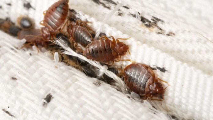 how to use glue traps for bed bugs