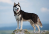 How Long Do Huskies Live? | Here’s All You Need To Know how long do huskies live