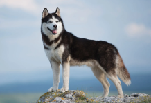 How Long Do Huskies Live? | Here’s All You Need To Know how long do huskies live